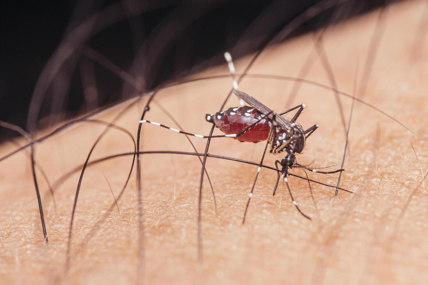 Chikungunya Outbreak in China Prompts WHO Alert