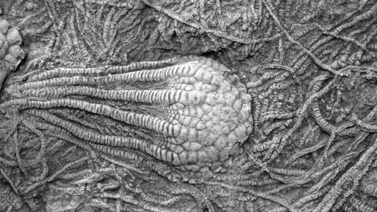 Fossil Discovery Rewrites Spider Evolution Timeline Published: July 25, 2025 A 500-million-year-old fossil, Mollisonia symmetrica, discovered in Canada, is reshaping our understanding of spider evolution. Researchers using advanced brain analysis techniques found that this ancient sea-dwelling creature may be an ancestor of modern spiders. "This fossil bridges a critical gap in arachnid history," said paleontologist Dr. Laura Kim. The discovery, trending on X, has sparked debates about the origins of other arthropods like scorpions and crabs. Why It Matters: The fossil offers new insights into the evolutionary pathways of some of Earth’s most resilient creatures.