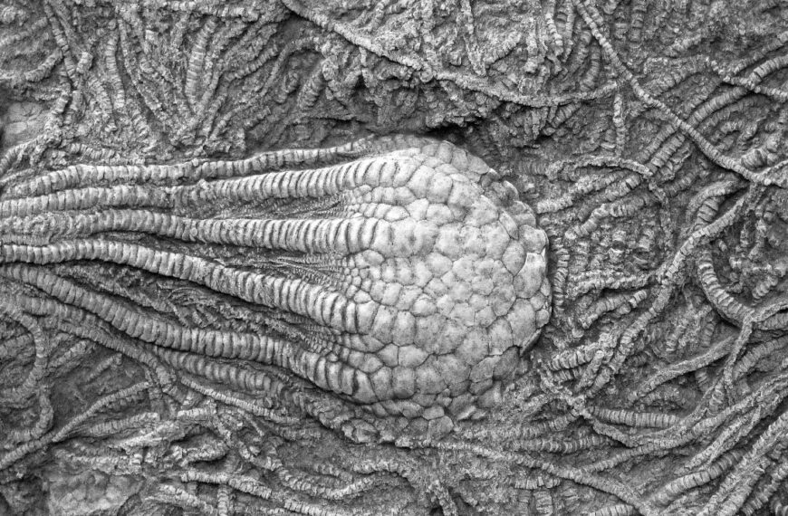 Fossil Discovery Rewrites Spider Evolution Timeline Published: July 25, 2025 A 500-million-year-old fossil, Mollisonia symmetrica, discovered in Canada, is reshaping our understanding of spider evolution. Researchers using advanced brain analysis techniques found that this ancient sea-dwelling creature may be an ancestor of modern spiders. "This fossil bridges a critical gap in arachnid history," said paleontologist Dr. Laura Kim. The discovery, trending on X, has sparked debates about the origins of other arthropods like scorpions and crabs. Why It Matters: The fossil offers new insights into the evolutionary pathways of some of Earth’s most resilient creatures.