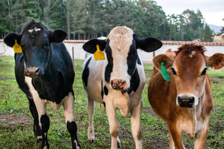H5N1 Avian Flu Outbreak in Cattle Sparks Pandemic Fears