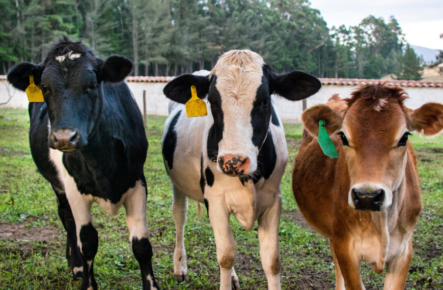 H5N1 Avian Flu Outbreak in Cattle Sparks Pandemic Fears